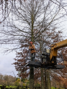As he works, Pasang makes sure the branches that remain are in perfect line with those of the other pin oaks in the allée.