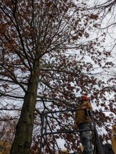 He also looks up to see which branches may be crisscrossing. I instructed them to "limb up" by cutting the lower branches that are hanging too low over the carriage road.