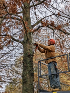 Here he is cutting one of those lower branches.