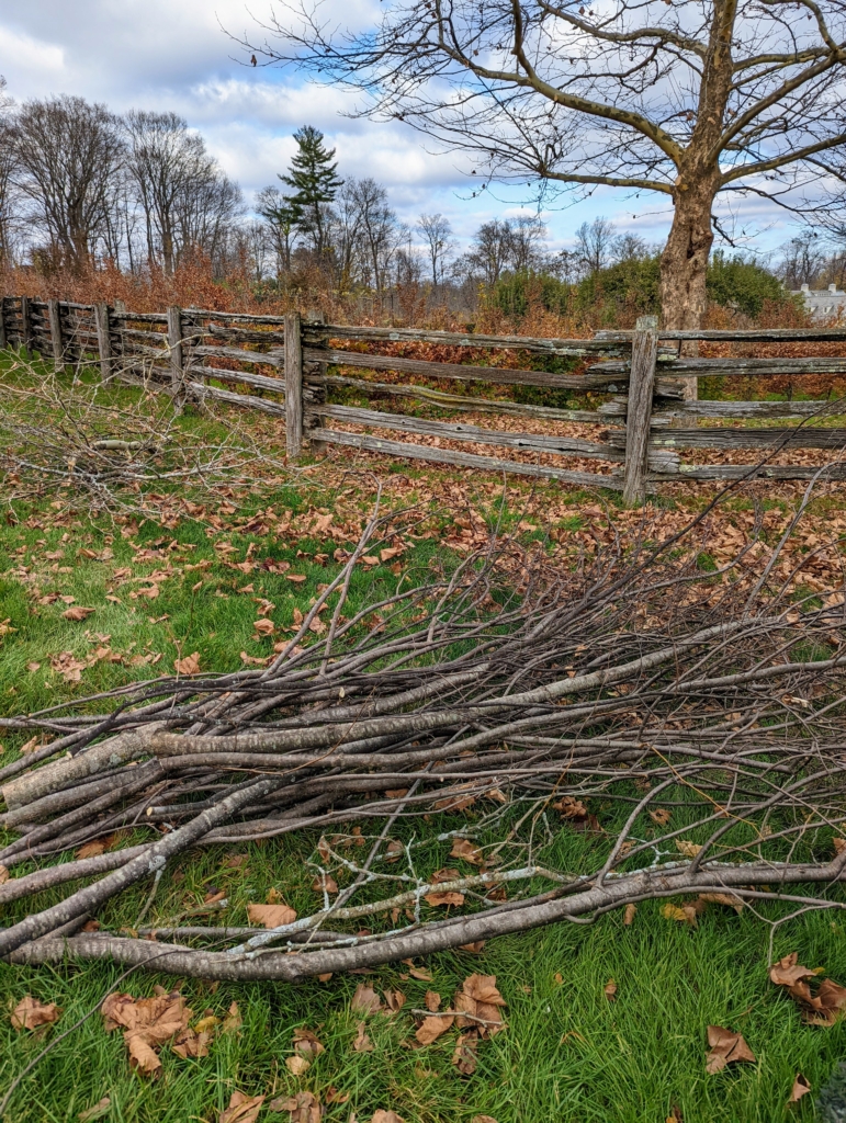 Pruning the Linden Trees The Martha Stewart Blog