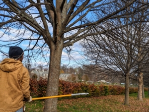 I instructed them to “limb up” by cutting the lower branches that are hanging too low over the center path. Pasang looks at what he has done and assesses what he will cut next to ensure the trees look uniform down the entire length of the allée.