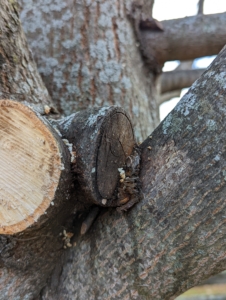 It is easy to see where any branch was previously cut. The one on the left is a new cut and the one on the right is older.
