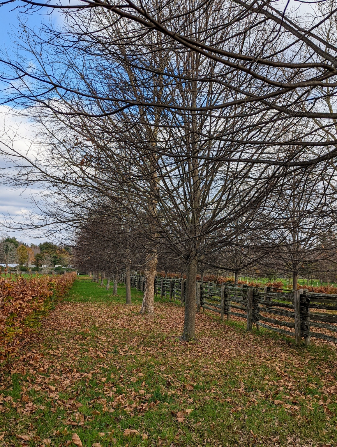Pruning the Linden Trees The Martha Stewart Blog
