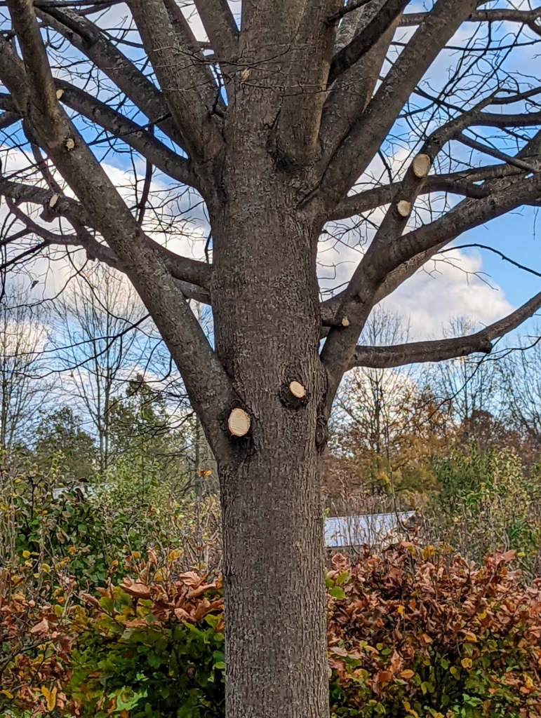 Pruning the Linden Trees The Martha Stewart Blog
