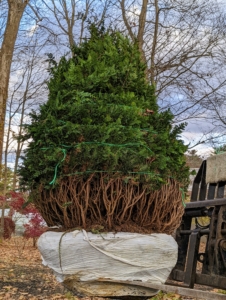 Chamaecyparis obtusa 'Filicoides', the Fernspray Hinoki cypress is a large-growing, upright, bush, with long, ascending branches. I knew several would be perfect at one end of the Linden Allée leading to my vegetable garden.