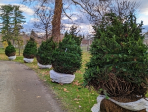 Fernspray Hinoki cypress 'Filicoides' do best with medium moisture, in well-drained soils. They also prefer full sun to part shade and some shelter from high winds. These bushes are placed in an area surrounded by other trees and a barn - I think they'll do wonderfully.