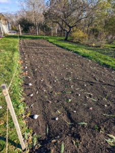 We plant the garlic in a bed behind my main greenhouse. This bed has been cultivated and fertilized. Brian also placed each clove where it will be planted.