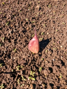 Here is a single seed garlic. It is clear which end is the pointed end.