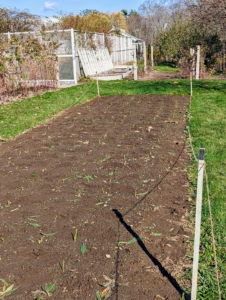 The stakes surround the area and remind passers-by that the bed is now planted – and no walking. The visible sprouts are from garlic that was planted a couple of weeks ago - the warm weather confused them and they started to grow through the soil. The garlic will tolerate some shade but prefers full sun. This crop will be ready to harvest mid-July to August. I can’t wait.