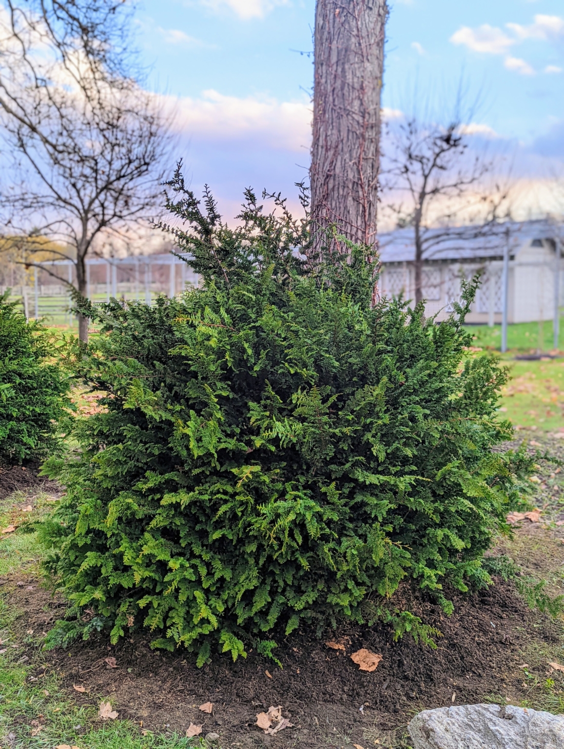 Planting Fernspray Hinoki Cypress The Martha Stewart Blog