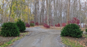 They look great at the entrance to the Japanese Maple Tree Woodland. I am looking forward to seeing these Chamaecyparis obtusa 'Filicoides' bushes thrive here at Cantitoe Corners.