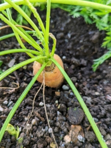Here is one ready to harvest. When picking carrots always be gentle. With some harder soils, it helps to loosen it first with a garden fork before pulling the carrots up. The beds in this greenhouse are constantly being tended, so the soil is soft and the carrots slide out pretty easily.