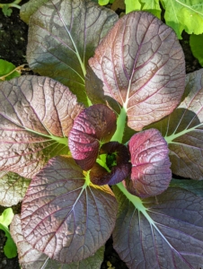 ... And this red. This special variety has dark red leaves with green undersides.