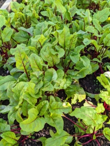 Nearby is our bed of growing beets. These are the leaves of the beets. Beets are sweet and tender – and one of the healthiest foods. Beets contain a unique source of phytonutrients called betalains, which provide antioxidant, anti-inflammatory and detoxification support.