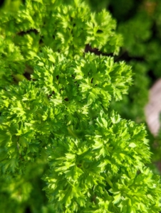 This is curly parsley. This comes from the same family as flat-leaf parsley, but curly parsley leaves are thicker and ruffled. Some also say its flavor is a bit stronger in curly parsley than in the flat-leaf varieties.