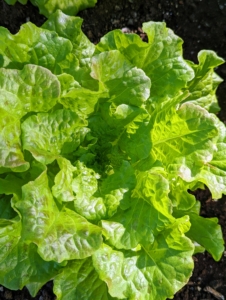 It’s a real treat to have lettuce like this all year long. I am often asked why I grow so many vegetables. My daughter and her children are vegetarian, so I grow lots of greens for them, but I also share them with friends, use them for television and photography shoots, and of course serve them when entertaining.