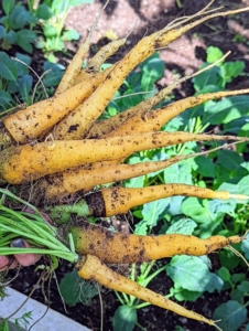 In just a few minutes, Elvira picked all these carrots. She picked both orange and yellow carrots – carrots also come in red, purple and white varieties.