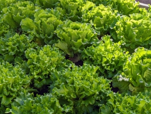 These lettuces are slightly more mature. We always plant in succession. Succession planting is a practice of seeding crops at intervals of seven to 21 days in order to maintain a consistent supply of harvestable produce throughout the season. This dramatically increases a garden’s yield, while also improving produce quality.