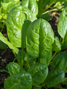 I also grow a lot of spinach. Spinach is an excellent source of vitamin K, vitamin A, vitamin C, folate, and a good source of manganese, magnesium, iron and vitamin B2. We use a lot of spinach at the farm for my green juice – a must-have every morning of the year.