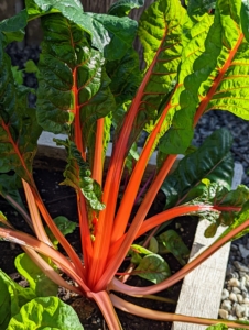 The gorgeous Swiss chard stalk colors can be seen from across the greenhouse. They are so vibrant with stems of red, pink, yellow, and white. Chard has very nutritious leaves making it a popular addition to healthful diets.
