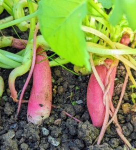 The radish is an edible root vegetable of the Brassicaceae family. Radishes are grown and consumed throughout the world, and mostly eaten raw as a crunchy salad vegetable. Long scarlet radishes like these have a straight, tapered shape, similar in appearance to a carrot with curved shoulders and a distinct point.