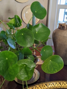 Guests always admire my Chinese money plants, Pilea peperomioides. The Pilea peperomioides has attractive coin-shaped foliage. This perennial is native to southern China, growing naturally along the base of the Himalayan mountains. It is also known as coin plant, pancake plant, and UFO plant.