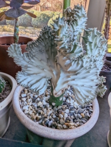 This is Euphorbia lactea, also known as a “Coral Cactus.” It is a species native to tropical Asia, mainly in India. The showy part of the plant, the section that resembles coral, is called the crest. The ridges are spiny, with short spines.