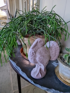 Here is another turkey standing next to another potted rhipsalis. Recently, during a visit with my niece, Sophie, and her young son, I asked him to count all the turkeys he could find. He counted up more than 80.