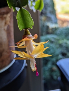 Here is another holiday cactus in yellow. Thanksgiving cacti are the earliest and longest bloomers, typically producing flowers from late fall through mid-winter. Christmas cacti tend to bloom from early winter to mid-winter. There is also Easter cacti that blooms from late winter to mid-spring.