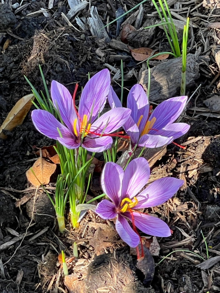 Growing and Harvesting Saffron at My Farm The Martha Stewart Blog