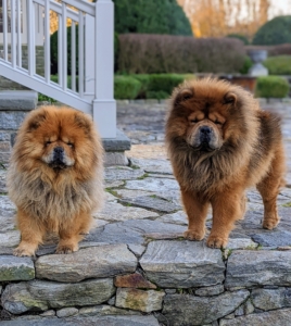 My Chow Chows Empress Qin and Emperor Han are ready for the holidays.