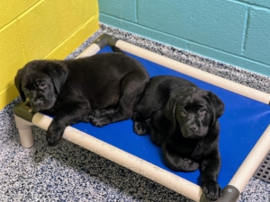 Two young pups, Eeyore and Emmy, are snuggled together in their kennel in the Puppy Palace, the facility where the youngest puppies stay until they are about eight to 12 weeks old. After that, they go to homes of our volunteer Co-Pilots until they are old enough to start their formal guide dog training. (Photo courtesy of Pilot Dogs)