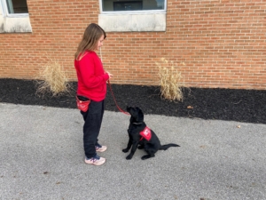 Trainer Ashley works with Pilot Puppy Hazel on the "sit" command. Hazel is very focused and did a great job during her training session. (Photo courtesy of Pilot Dogs)