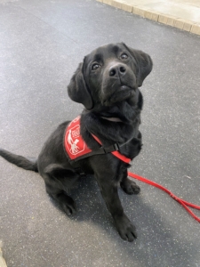 Here's Pilot Puppy Hazel looking adorable in her vest. Pilot Puppies wear these vests when they are out in public to help bring awareness to Pilot Dogs and to let people know they are in training. (Photo courtesy of Pilot Dogs)