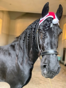 And then indoors, all the equines got into a bit of holiday spirit. Here's Hylke with a Christmas cap - made just for horses.