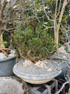 Here is a miniature Tylecodon bonsai in a low vintage French concrete bowl planter. Tylecodon butter tree is a robust succulent shrub with a caudiciform trunk and usually well-branched.