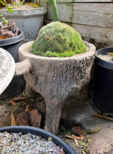 Here is an Abromeitiella brevifolia mound in a vintage French faux bois planter. Abromeitiella plants are mat-forming succulents with spined leaves arranged in numerous rosettes. They grow slowly and sometimes form cushion-shaped colonies. In their natural environment, they almost never get water, and have developed the capacity to absorb water from the humidity in the air.
