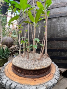 This is an aged Ficus nuda bonsai "forest" in a vintage steel disk planter. Ficus is one of the most popular trees for indoor bonsai. It is an excellent grower and needs little care.