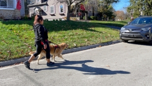Student Jesi and her Pilot Dog Rose train in a local suburban neighborhood in an area without sidewalks. Navigating areas without sidewalks can be a challenge for a guide dog team, because there are no curb ramps to indicate upcoming intersections, or audible pedestrian traffic signals to let them know that it's safe to cross the street. This type of training is also useful for students who live in rural areas without sidewalks. (Photo courtesy of Pilot Dogs)