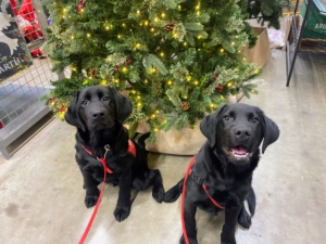Pilot Puppies Junior and Jerry are posing in front of a Christmas tree during a trip with trainers to a large, crowded store. (Photo courtesy of Pilot Dogs)