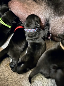 This is a close-up of some of Kima’s puppies nursing. I put different colored collars on each puppy so I can weigh them daily and track their growth along with identifying them. Here is “Blue-Pink-Black Girl” kneading for milk. Puppies are quite robust and will find a way to get what they need.