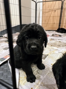 This is one of Kima’s male puppies at five weeks. As these puppies continue to grow, I look forward to keeping my picks, but also sending Pilot Dogs their new puppies. It makes me happy to potentially be helping someone who needs a guide dog.