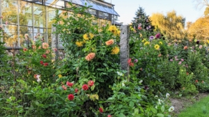 The dahlia garden is located behind my vegetable greenhouse, in an area protected from any damaging winds.