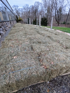 This thick layer of hay acts as a barrier to protect the plants, much like a thick layer of soil or mulch would do.