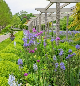 By late May and into June, the pergola is filled with Camassia and alliums in an eye-catching palette of purple and blue - just stunning.
