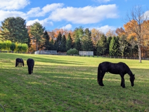 Before the cold weather sets in and while temperatures remain above 35 to 40 degrees Fahrenheit, the horses are fine without any blankets or rugs. What they enjoy most is being outdoors where they are free to exercise and graze.