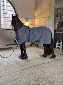 These blankets are outfitted with good leg room for smooth, easy walking. Here's Bond showing off his new turnout rug.
