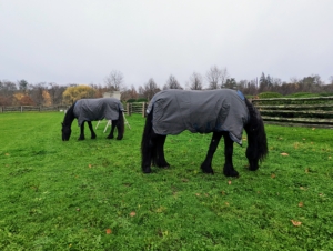 On this day, the horses didn't need hoods. Although it is quite rainy, the blankets keep them all very dry and warm.