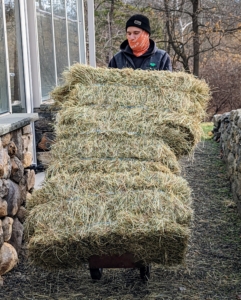 And then wheeled manually and carried to their designated row. Each standard two-string square hay bale weighs between 40 and 75 pounds each.