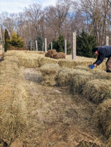 Brian ensures the bales are positioned tightly together – it is important to cover the area completely, so the tubers are well-insulated. This process takes several hours to complete.
